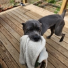 Broken Pines Dog Camp gallery