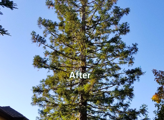 E and J Sanchez Tree Service - Fresno, CA. E and J Sanchez Tree Service. This is how the tree looks now after thinning.