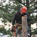 Morgan Tree Service - Stump Removal & Grinding