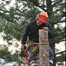 Morgan Tree Service - Tree Service