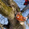 AAA Tree Experts gallery