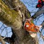 AAA Tree Experts