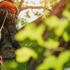 Greencare Tree Service gallery