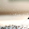 Mosquito Marshals gallery