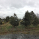 Crossen Christmas Tree Farm - Christmas Trees