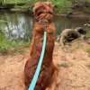 Dog Training Elite Huntsville gallery