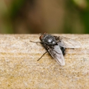 Advance Termite Control - Pest Control Equipment & Supplies