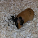 Petland