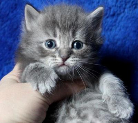 Heart of Gold Siberian Cattery - Cumming, GA