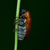 Adams Pest Control gallery