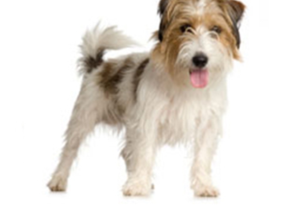 Blayney Veterinary Hospital - Blayney, NSW