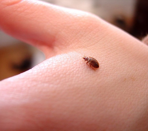 Cincinnati Bed Bug Removal Co. - Cincinnati, OH