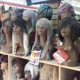 Hesaias Wigs