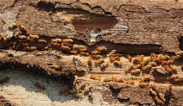 Albury Wodonga Pest Control - Albury, NSW