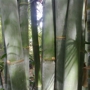 Davis Bamboo Nursery