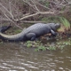 Big Easy Swamp Tours