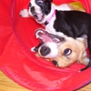 Wee Tails Play Care and Training Center, LLC gallery