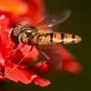 Mid State Termite & Pest Control gallery