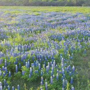 Canyon of the Eagles Nature Park - Burnet, TX