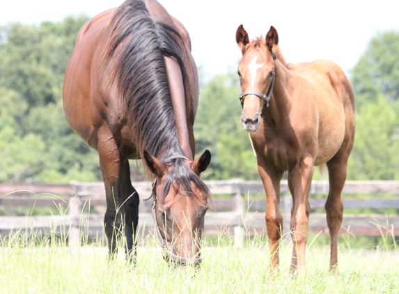 Twin Stars Equine, LLC - Ocala, FL