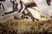 Three Brothers Bakery - Wholesale Bakeries