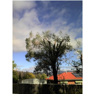 M & J Tree Surgeons. M & J Tree Surgeons