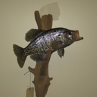 Trophy Lodge Taxidermy