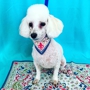 Tailspin Dog Grooming