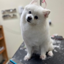 Pawtown Pet Resort