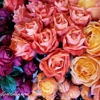 Seasons by Rosalba gallery