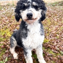 Sand Hollow Doodles - Pet Training