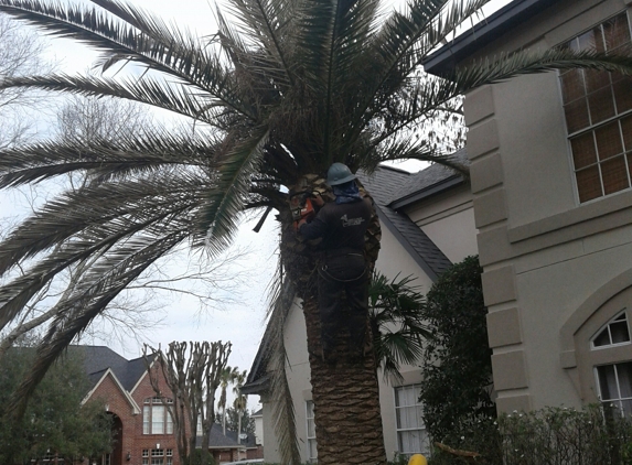 Orellanas Tree Service - Houston, TX