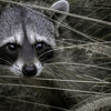 Conserv Wildlife Removal gallery