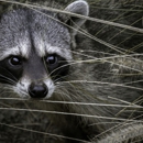 Conserv Wildlife Removal - Pest Control Services