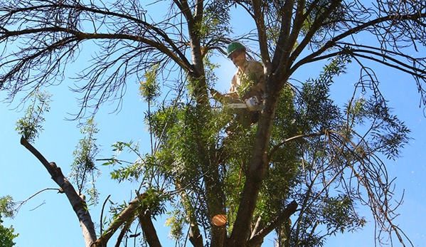 E and J Sanchez Tree Service - Fresno, CA. Palm and Tree Trimming, Pruning & Removal. Call us for a free quote!