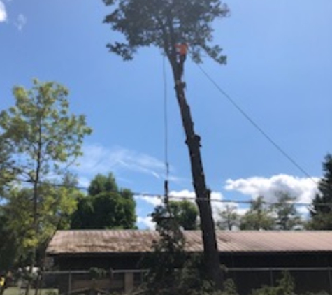 Luisiana Tree Services LLC - Shelton, WA