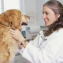 The Animal Clinic - Veterinarians