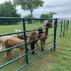 Holdfast Alpaca Farm gallery