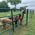 Holdfast Alpaca Farm