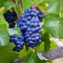Cutruzzola Vineyards - Wineries