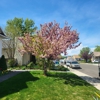 Actual Arborists of Utah gallery