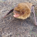 Midwest Bat Specialists LLC. - Pest Control Services
