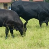 Dixie County Cattle Incorporated gallery