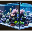 Blue Marlin Aquarium Design Inc - Aquariums & Aquarium Supplies