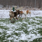 Orphans of the Storm Animal Shelter