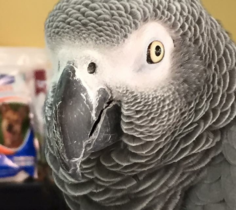 Sandalfoot Animal Clinic and Bird Hospital - Boca Raton, FL