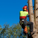 Monkey's Tree Service - Tree Service