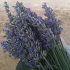 Lavender Ridge Farms