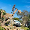 Bay Area Tree Service gallery