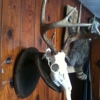 Hydes Archery & Taxidermy gallery